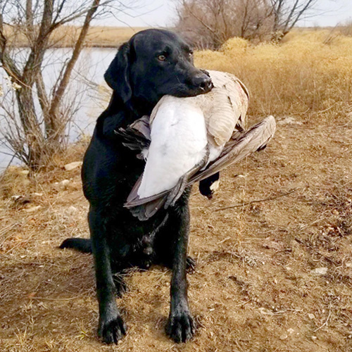 Big Buck Hunting in Elk Falls, Kansas